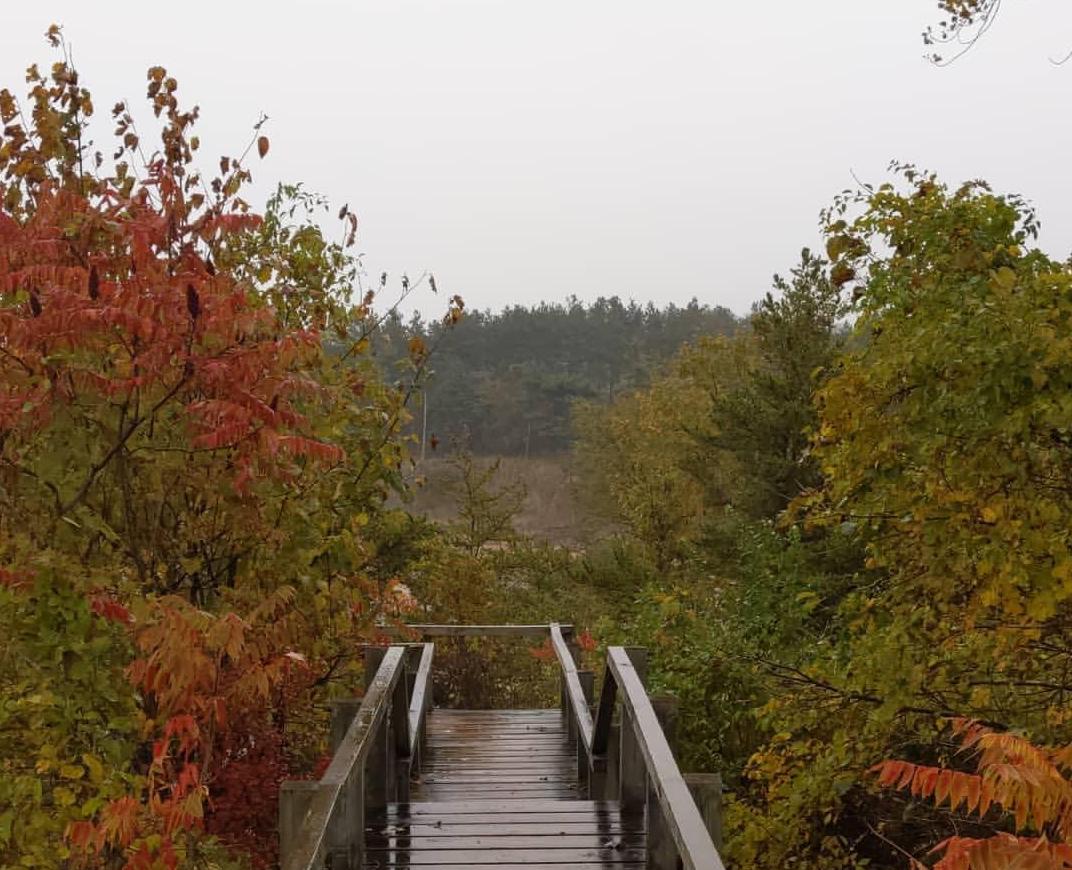 Fall colors at the Indiana Dunes. Photo: Abby Schultz