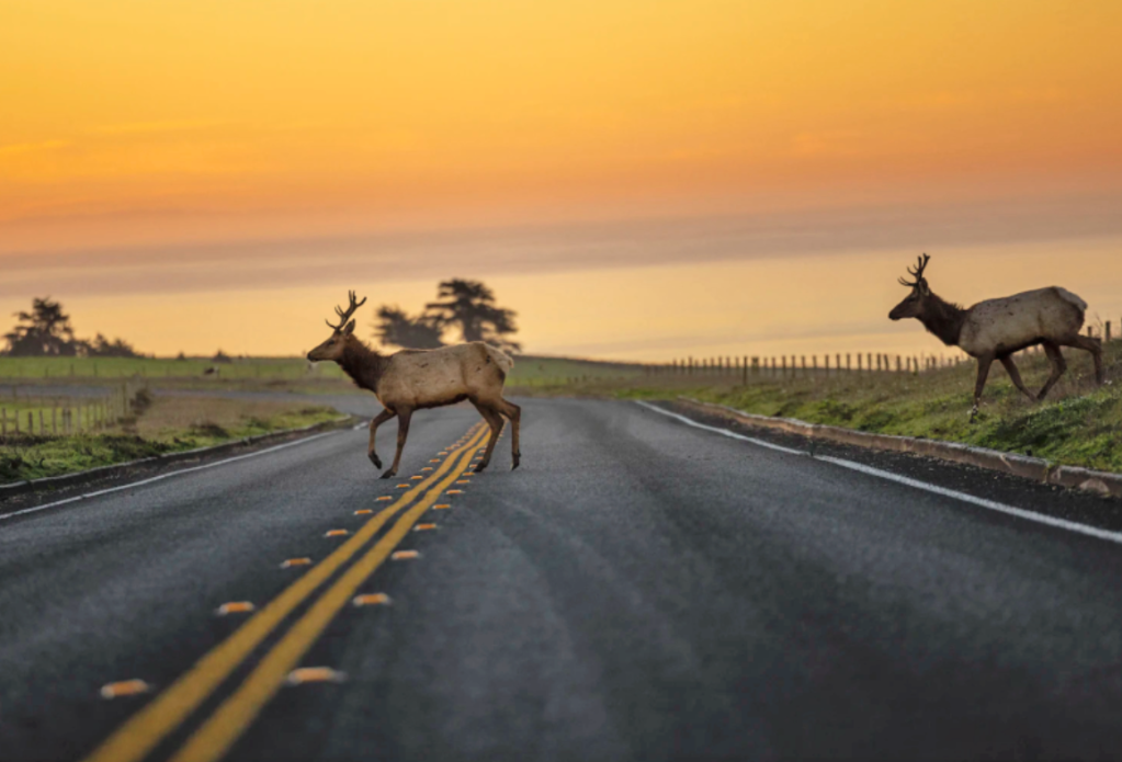 Research: Permanent Daylight Savings Time Could Save Human and Animal Lives on Our Roads